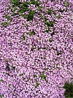 Saponaria ocymoides (fam Caryophyllacees) (Europe occidentale) (1) (Photo F. Mrugala)